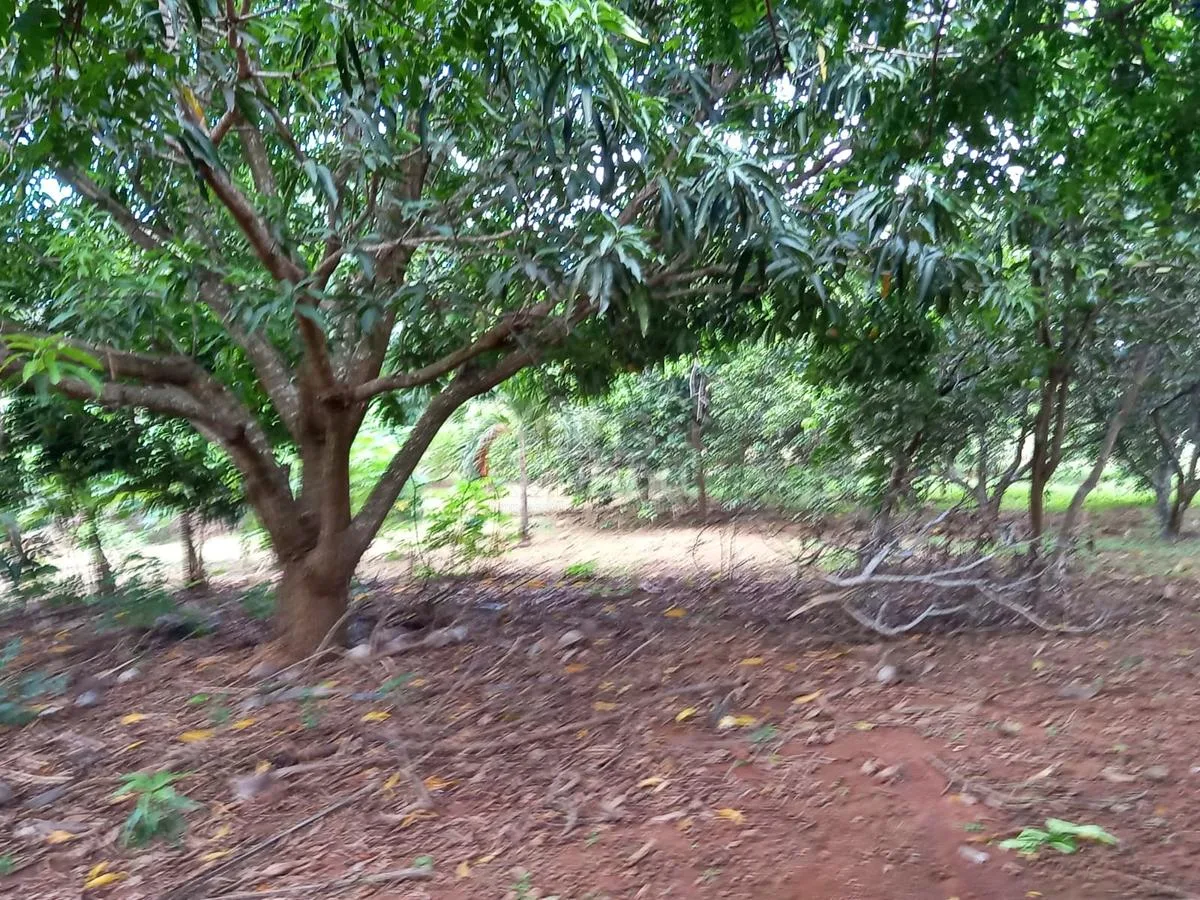 PROPRIEDADE RURAL À VENDA NO MARAJÁ — foto 4