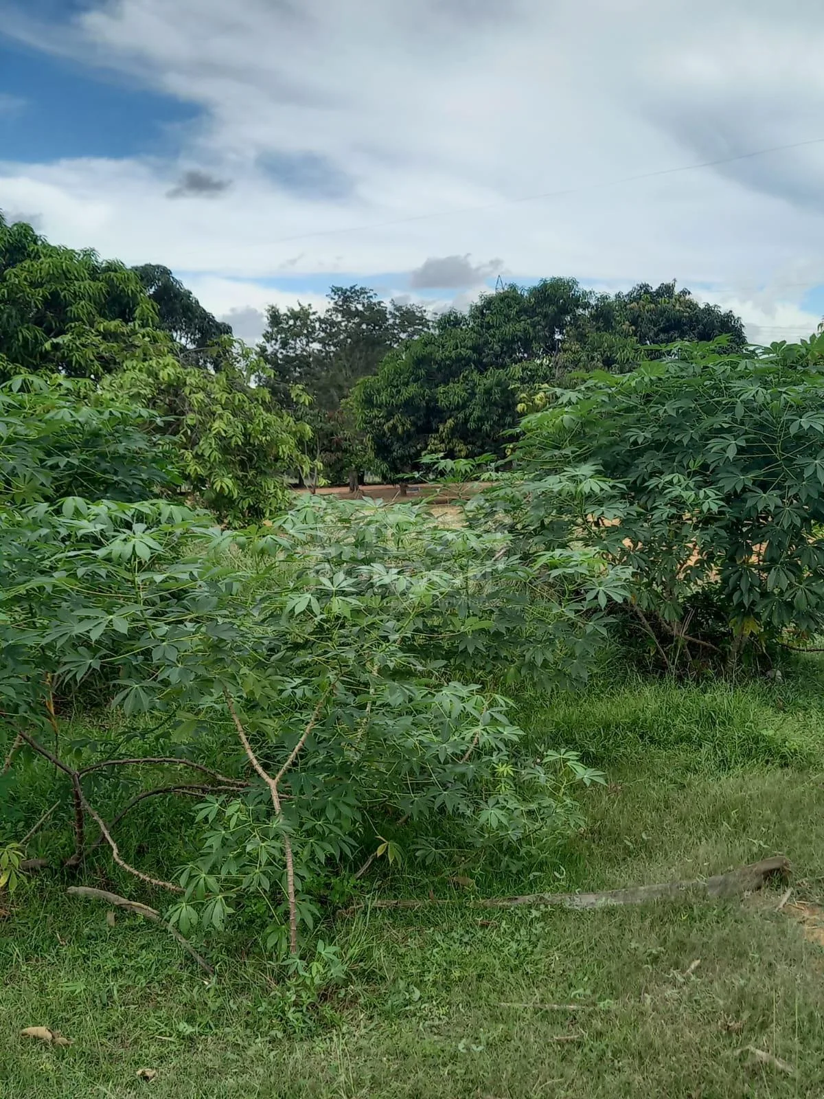 PROPRIEDADE RURAL À VENDA NO MARAJÁ — foto 7