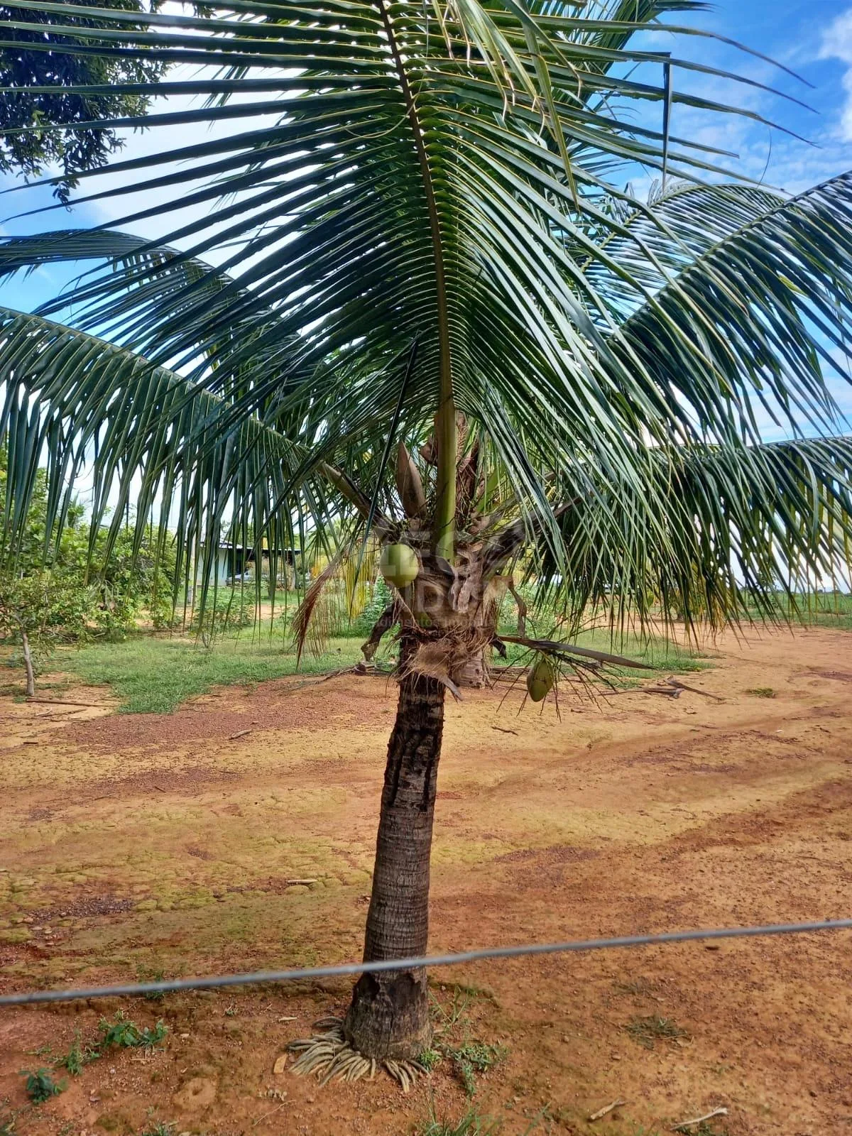 PROPRIEDADE RURAL À VENDA NO MARAJÁ — foto 22