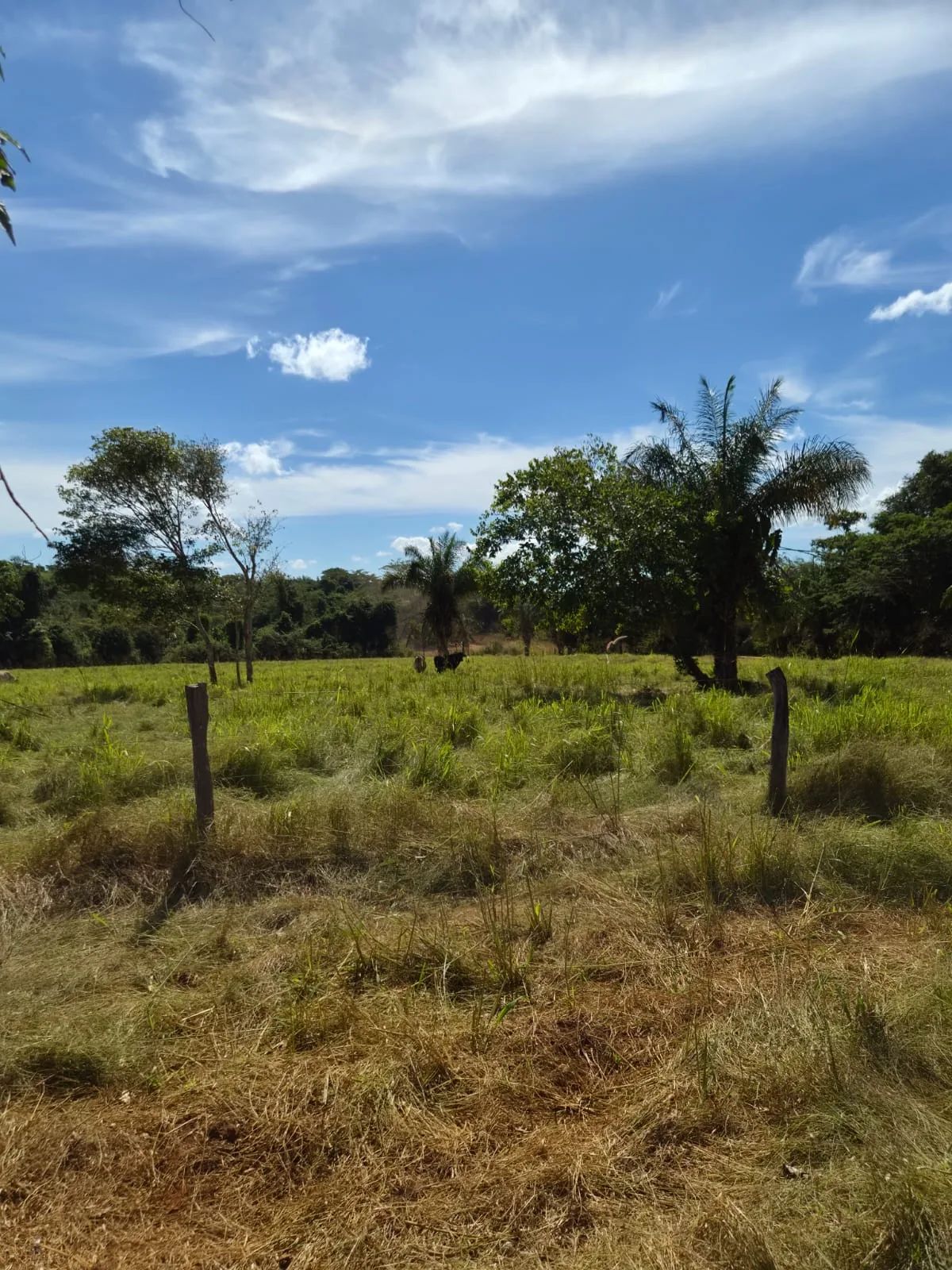SÍTIO À VENDA EM RONDONÓPOLIS – MT — foto 3