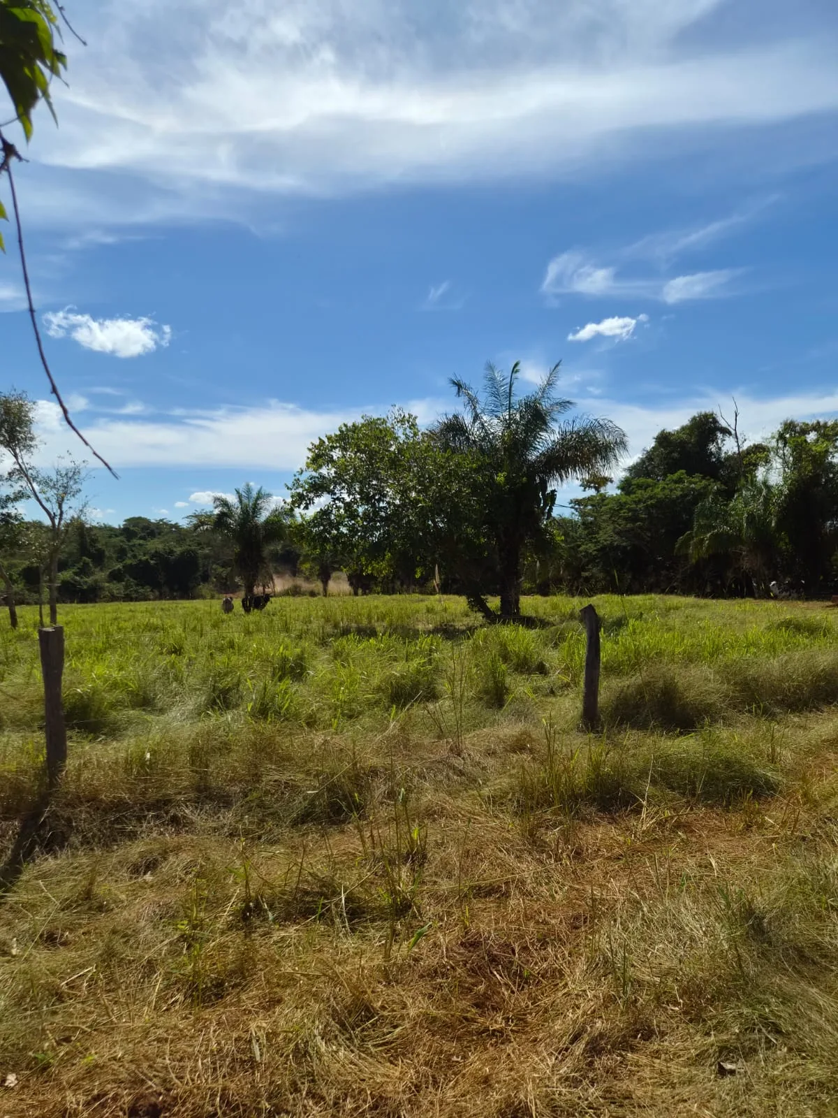 SÍTIO À VENDA EM RONDONÓPOLIS – MT — foto 9