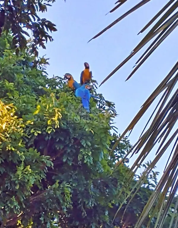 🏡 TERRENO À VENDA NO CONDOMÍNIO THERMAS GRANRIO, RONDONÓPOLIS – MT