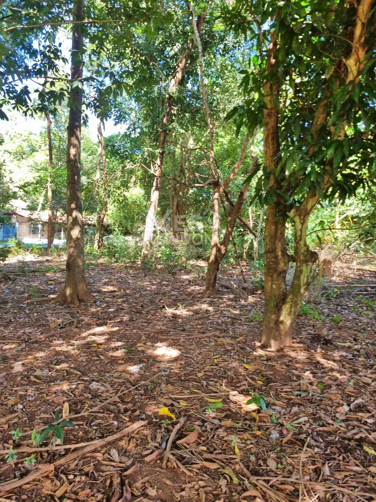 🏡 RANCHO À VENDA NA RODOVIA DO PEIXE EM RONDONÓPOLIS – MT — foto 3