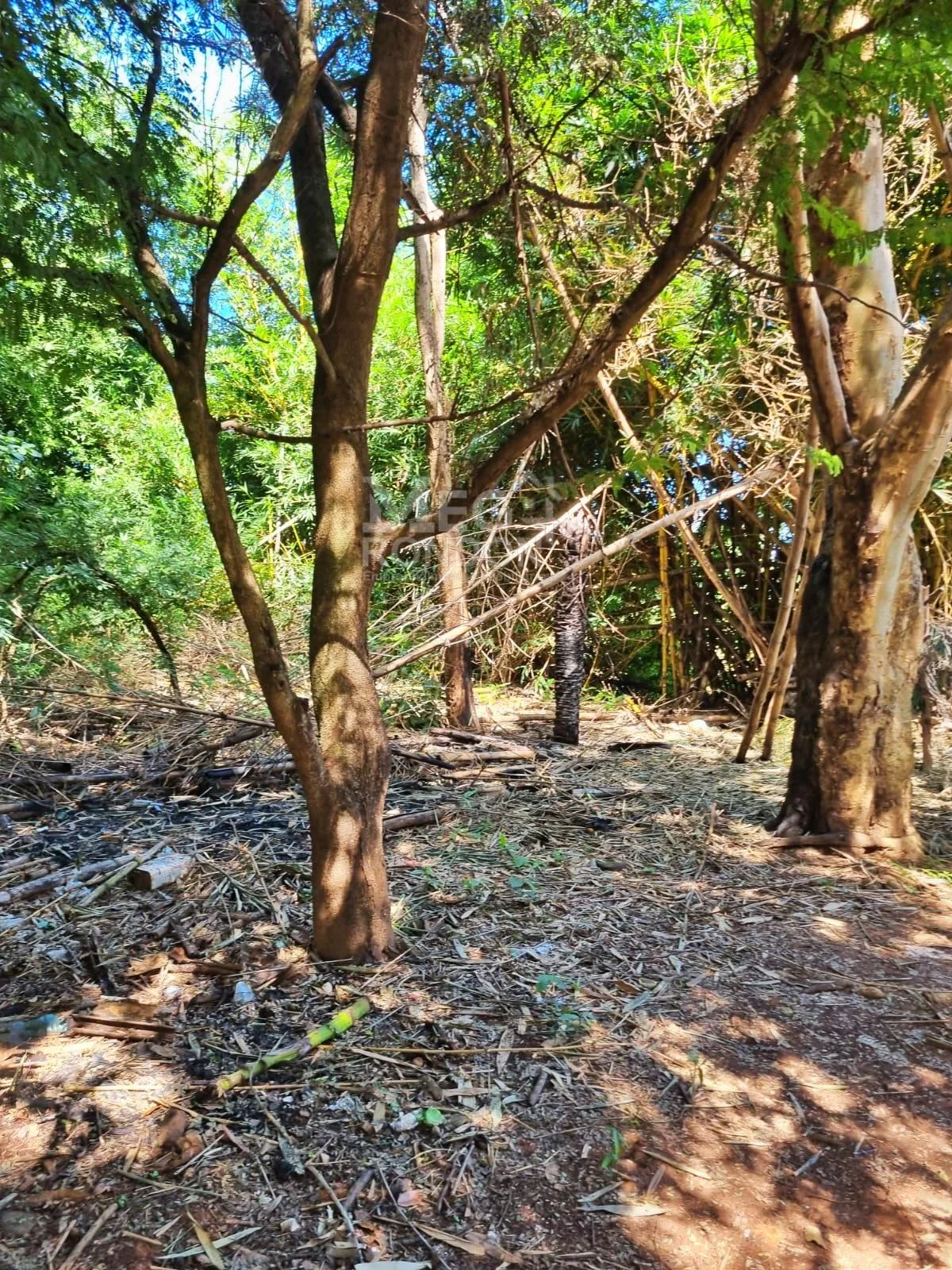 🏡 RANCHO À VENDA NA RODOVIA DO PEIXE EM RONDONÓPOLIS – MT — foto 4