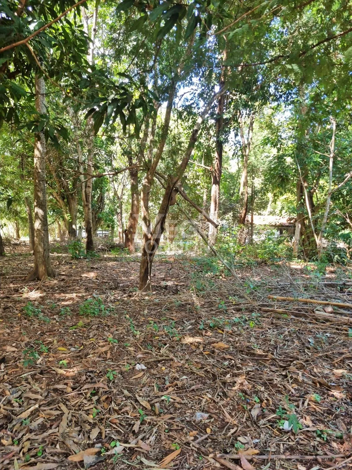 🏡 RANCHO À VENDA NA RODOVIA DO PEIXE EM RONDONÓPOLIS – MT — foto 6