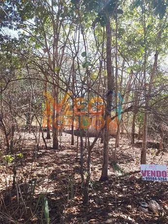 🌳CHÁCARAS À VENDA NA ÁREA RURAL VILA PAULISTA, RONDONÓPOLIS - MT — foto 10