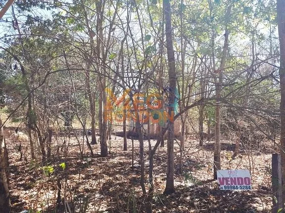 🌳CHÁCARAS À VENDA NA ÁREA RURAL VILA PAULISTA, RONDONÓPOLIS - MT — foto 11