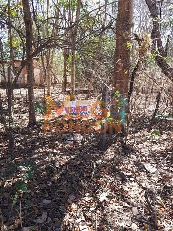 🌳CHÁCARAS À VENDA NA ÁREA RURAL VILA PAULISTA, RONDONÓPOLIS - MT — foto 13