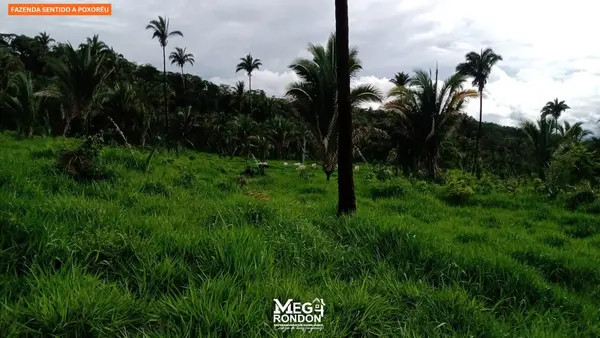 🏡FAZENDA À VENDA NA REGIÃO RONDONÓPOLIS À POXORÉU – MT