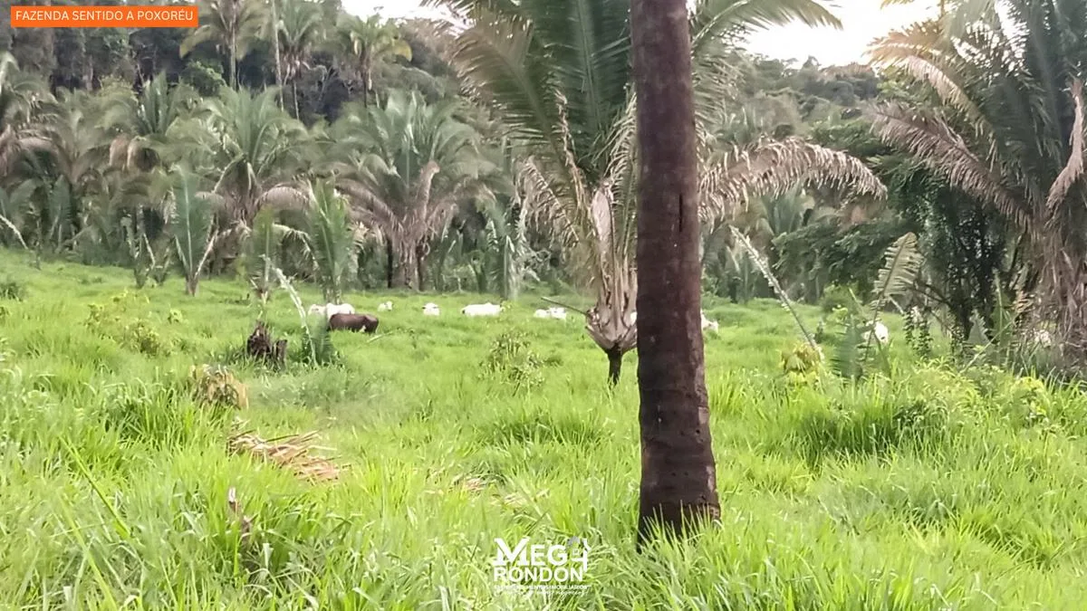 🏡FAZENDA À VENDA NA REGIÃO RONDONÓPOLIS À POXORÉU – MT — foto 2