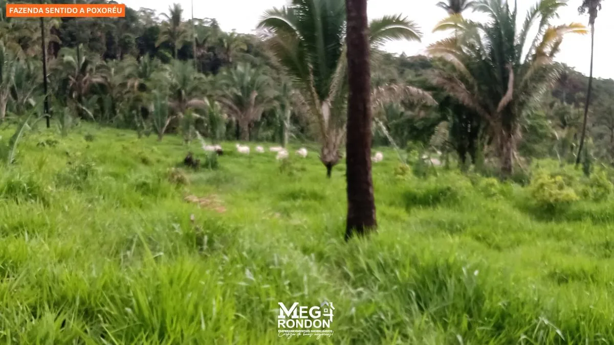 🏡FAZENDA À VENDA NA REGIÃO RONDONÓPOLIS À POXORÉU – MT — foto 3