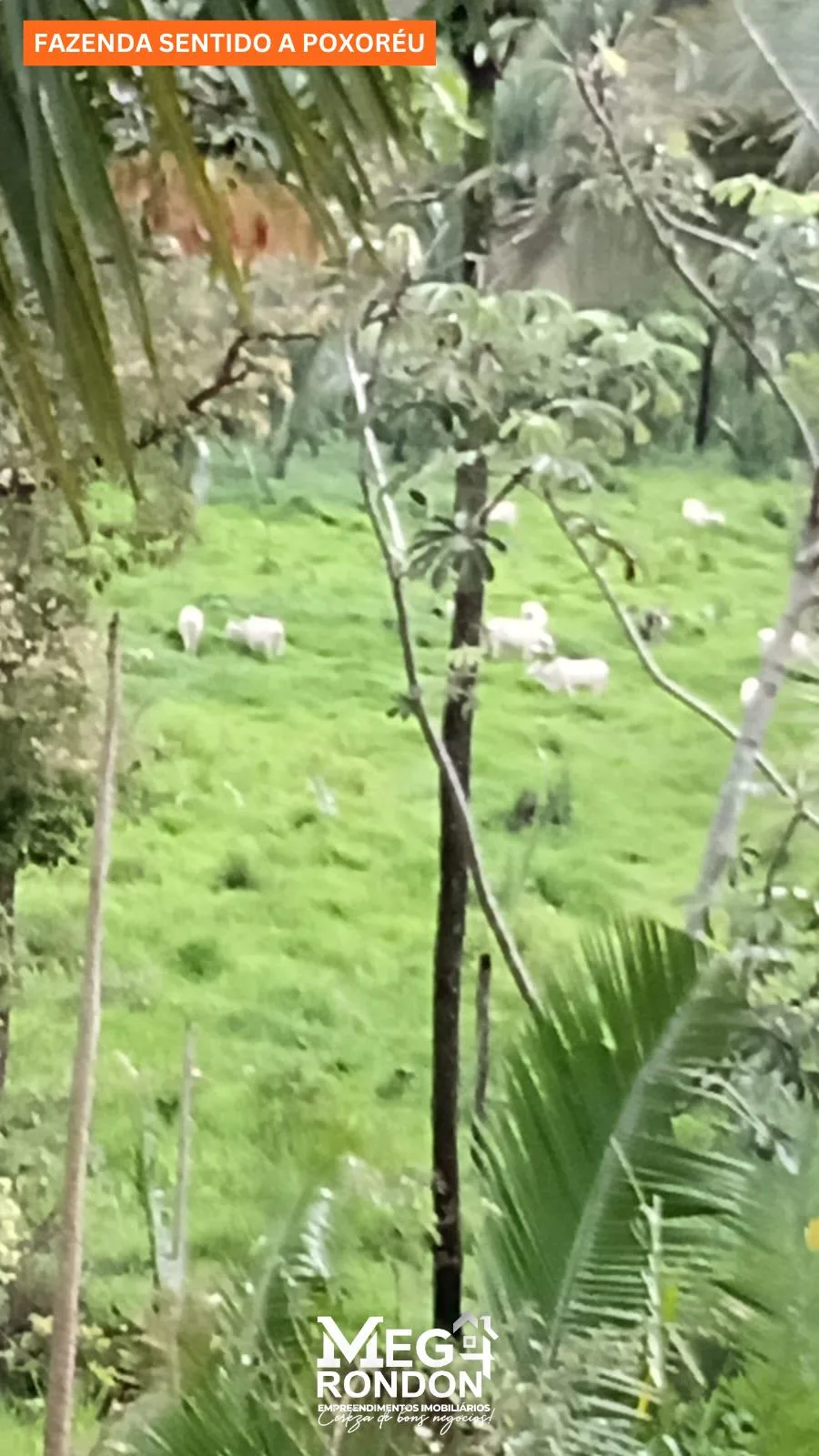 🏡FAZENDA À VENDA NA REGIÃO RONDONÓPOLIS À POXORÉU – MT — foto 4
